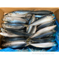 Hochwertiger pazifischer Makrele 6-8pcs/kg für Konserven